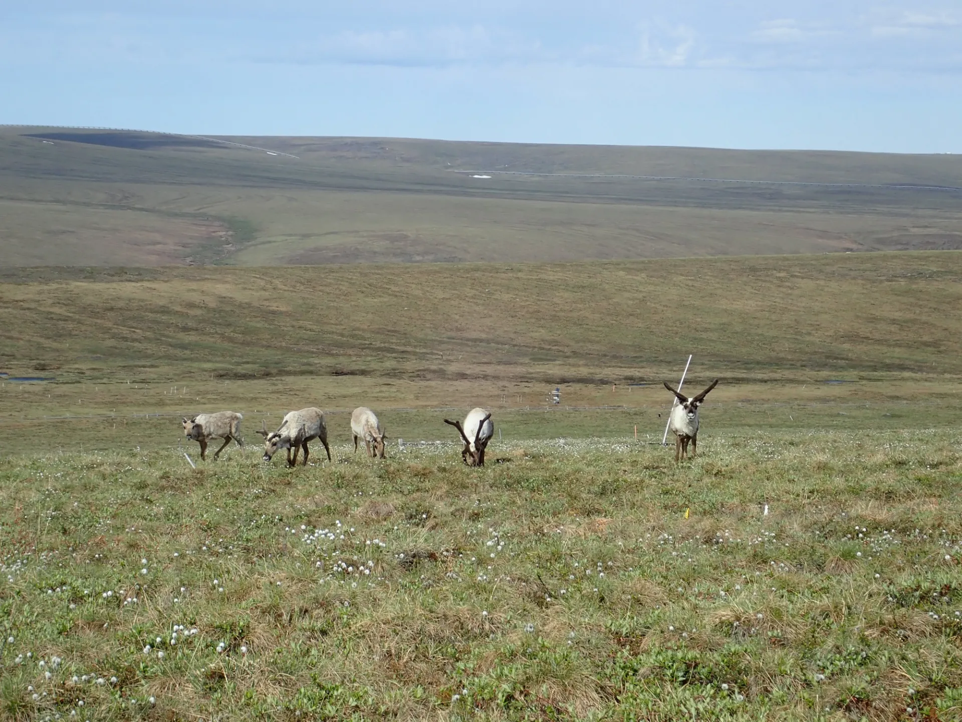 Caribou investigated us as we walked to the ridge top flux tower
