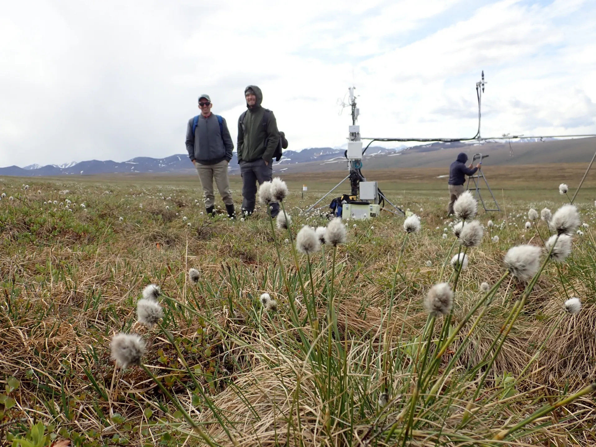 Cottongrass in the footprint of the wet sedge flux tower 