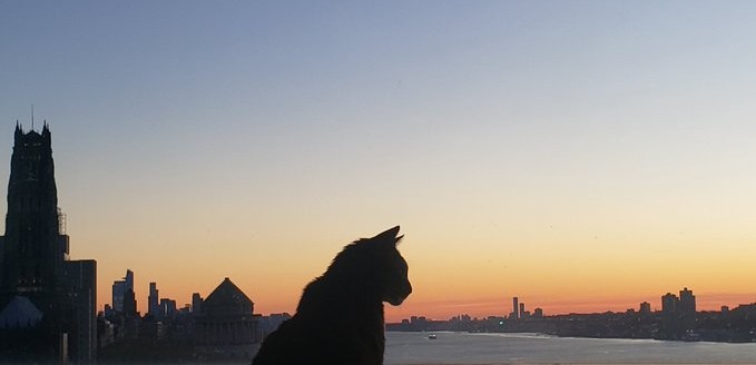 Cat silhouetted against cityscape at sunset 