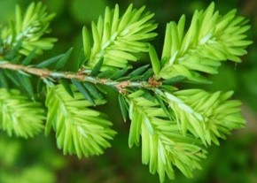 Fresh, green Hemlock needles Fresh, green Hemlock needles